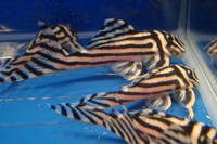L046 Hypancistrus zebra Pleco