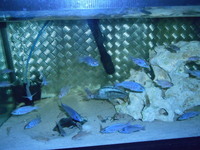 fish and tank