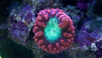 Blastomussa coral frag for sale