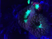 Blastomussa coral frag for sale