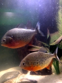 2 x Red Bellie Piranhas - sadly need rehoming urgently. £40