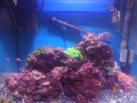 MARINE FISH AND CORALS IN TMC SIGNATURE 600 COMPLETE REEF SYSTEM - OFFERS OVER £150.00