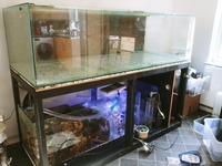 6ft L x 30 inches deep x 21 High shallow reef tank and 5 ft sump