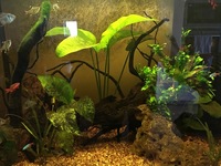 Juwel Lido 200L aquarium. Fully stocked, cycled, looking for a new home
