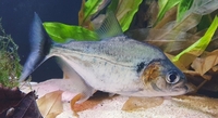 Serrasalmus manueli piranha