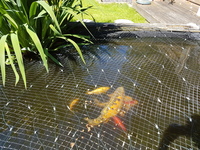 2 large koi and 3 large goldfish for sale