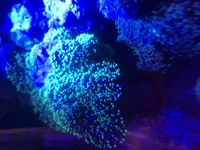 Soft coral live rock