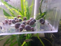 Longfin Lemon Bristlenoses + Albino Corys + Blue leopard ramshorn snails