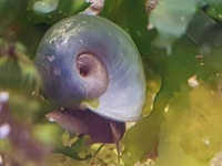 Longfin Lemon Bristlenoses + Albino Corys + Blue leopard ramshorn snails