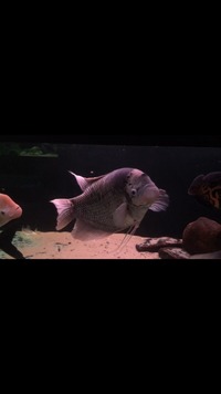 giant gourami fish For sale (BIG)