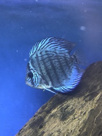 Discus for sale