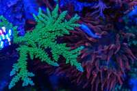 EA Reefpro 1200s 2 years old and perfectly matured corals