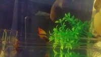 Male Platy to give away