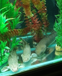 Polypterus for sale