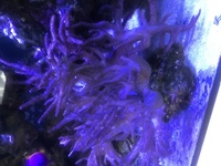Finger leather coral