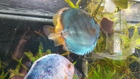 3 Discus for sale