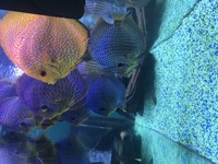 Top quality discus for sale