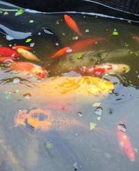 Pond fish for sale, reasonable offers only