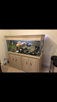 Tropical fish in 5ft fish tank