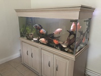 Cichlids and others in 5ft fish tank