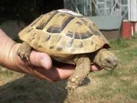 Horsefield Tortoise for sell