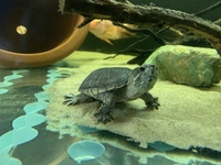 Two musk turtles £10 each Ono