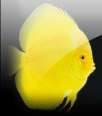 Discus for sale at Just Discus from ONLY £22 each for 3-3.5” and over 5,000 in stock.