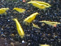 Golden Back Yellow SSS Sakura Shrimp