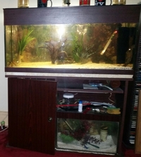 3 foot fish tank with Plecko