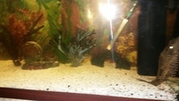 3 foot fish tank with Plecko