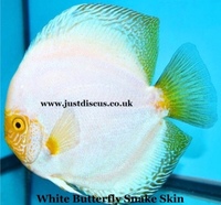 Discus fish for sale from ONLY £30 and over 5,000 top quality Discus to choose from and the biggest selection in the U.K. Cheapest prices guaranteed.