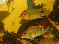 ALL SOLD--- Lower price-NOW ON EBAY--Bargain--Must go asap-Various Cichlids(Geophagus/Kribs/Acara)& Catfishes(Plecs) for sale in Leeds
