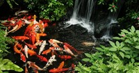 FREE Koi Rescue / Rehoming / Pond Clearance - Kent / SE London / Essex...