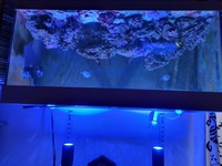 Marine fish, live rock, corals, in complete marine tank set up