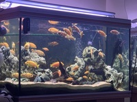 Rena 4ft-18-2 ft fish tank and stand. £200