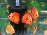 Over 800 discus in stock @ CHESHIRE OAKS DISCUS..from £20. stock on youtube