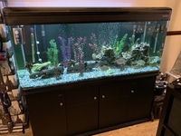 5ft Boyu aquarium. Full set up.