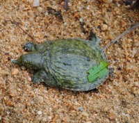 baby chinese soft shell turtle for sale