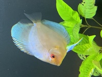 3 x Discus for sale