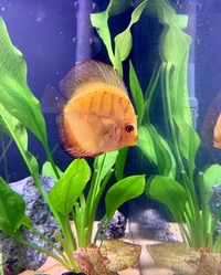 3 x Discus for sale