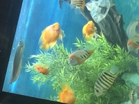 3x 4/5inch Parrot Fish - need gone
