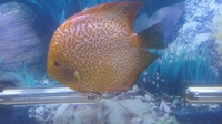 Discus Fish For Sale