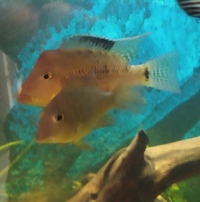 NOW SOLD--BARGAIN---Finishing on eBay tonight starting bid £19.99(2 females holding atm) or buy it now £27.99---Bargain---PROVEN OF 5 GEOPHAGUS STEINDECHNERI(HONDAE) 3-4 inches in Leeds