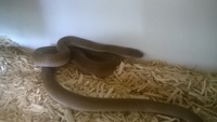 African House Snakes