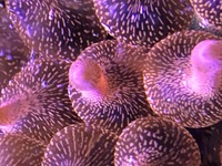 Rose bubble tip anemone £30 each