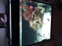 2 ft cube tank Marine 2 ft high stunning with stand looks great £60 paid £350