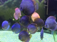 Stenker discus for sale