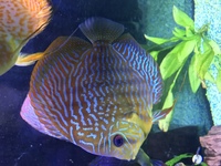 Stenker discus for sale