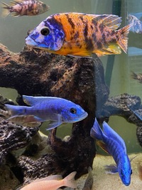 Aulonocara Cichlids for sale all sizes 1 inch to Adult