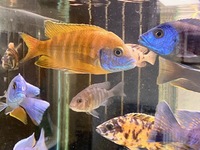 Aulonocara Cichlids for sale all sizes 1 inch to Adult